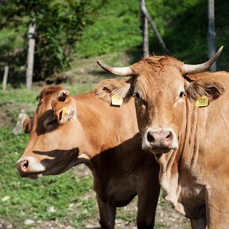 Agriturismo Di Baroni Enzo Dicomano Ngoại thất bức ảnh