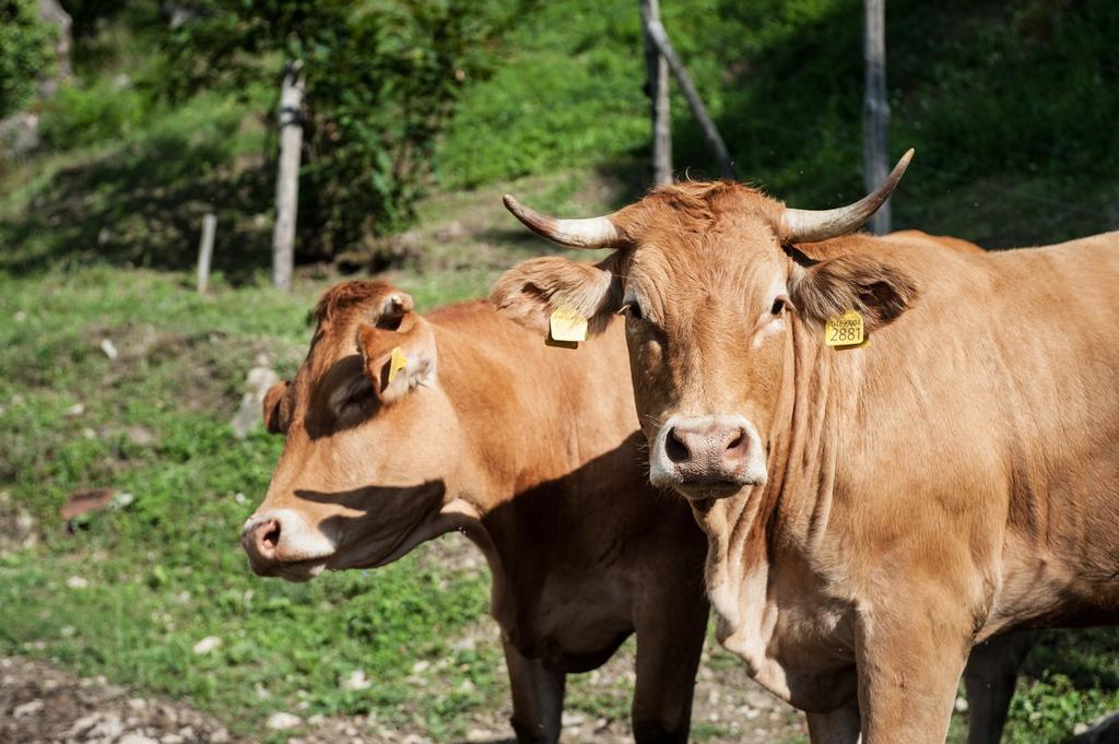 Agriturismo Di Baroni Enzo Dicomano Ngoại thất bức ảnh